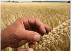 В России ввели запрет на использование ГМО продукции и семян