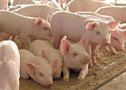 За неделю живые свиньи в России подорожали почти на 10%.