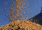 Из-за высокой урожайности зерновых в Центре и Поволжье могут возникнуть проблемы