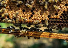 В Минсельхозе обсудили изменения ветеринарных правил содержания медоносных пчел