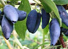 Россельхознадзор представил новые сорта плодово-ягодных растений, пригодных для выращивания в Томской области