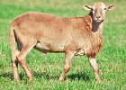 Минсельхоз зарегистрировал выведенную в Ленобласти гладкошерстную породу овец