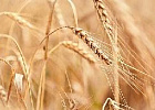 Регионы довели до аграриев 80,4% федеральных субсидий Регионы довели до аграриев 80,4% федеральных субсидий