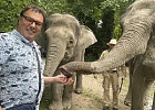 Живые слоны гуляли по органическим чайным плантациям в Сочи