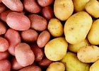 Новосибирские картофелеводы получили серьезного покупателя