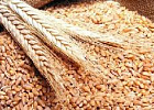 В России готовятся стандарты зерновой торговли