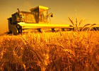 Агросектор ускорил рост экономики Агросектор ускорил рост экономики