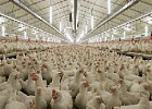 Производители птицеводческой продукции не ожидают дефицита и перебоев поставок