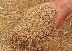 Томская область первая в СФО завершила уборку зерновых и зернобобовых культур