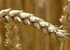 В Новосибирске вывели устойчивые к болезням сорта пшеницы