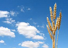 Аналитики снизили прогноз экспорта зерна из России