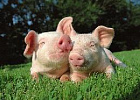 Цены на живых свиней в России выросли на 7%
