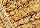Россия стала лидером по экспорту пшеницы в 2016 году.