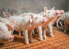 Китайские свиноводы используют искусственный интеллект
