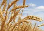 В России посевные площади пшеницы увеличены более чем на 6%