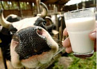 Средняя цена закупки сырого молока в середине марта составила 19,97 руб 