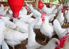 Производство мяса птицы выросло на 11,4% за I квартал