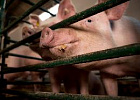 За 5 лет производство продукции свиноводства в России увеличилось на 39%