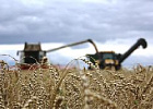 Минсельхоз России: собрано 82,3 млн тонн зерна, что на 31% больше уровня прошлого года