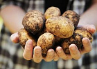В этом году могут снизиться цены на картофель