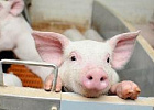 Производство продукции свиноводства за 11 месяцев текущего года увеличилось на 9,3%
