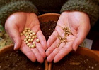 Для аграриев запустили в работу крупнейший маркетплейс семян