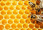 Томских пчеловодов приглашают на круглый стол