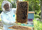 Приглашаем на обучение начинающих пчеловодов 