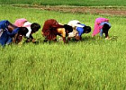 Комментарий. Индийский опыт борьбы с сельской безработицей