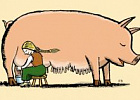 Одна из свиных ферм в Нидерландах начала делать сыр из свиного молока