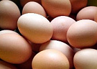 В 2015 году в Томскую область из стран Европы экспортировано 19 млн штук инкубационного яйца, 268 голов племенного КРС и 1000 доз племенного материала