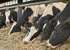 Животноводов приглашают на вебинар по кормлению молочного скота