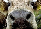 Россельхознадзор запретил импорт крупного рогатого скота из Грузии