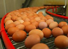 Свиноводство и яйца признаны основными позициями роста
