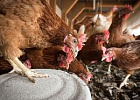 В Минсельхозе обсудили ситуацию на рынке птицеводческой продукции и обеспеченность кормами подотраслей животноводства