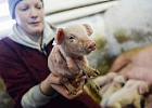 В России растет производство и экспорт продукции свиноводства В России растет производство и экспорт продукции свиноводства