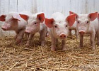  В Томской области усилен контроль за содержанием и  ввозом свиней 