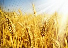 Минсельхоз не исключает ужесточения ограничений на экспорт зерна.