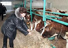 Фонд микрофинансирования Томской области выдал кредит на реконструкцию молочной фермы в Асиновском районе