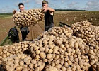 Сельхозпроизводители собрали на четверть больше картофеля, чем в прошлом году 