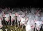 В Кожевниковском районе готовится к открытию свиноферма