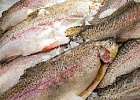 За неделю цены на основные категории рыбной продукции показали снижение