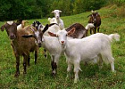 Минсельхоз России: в стране на 163,2 тысяч голов увеличилось поголовье овец и коз