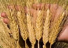 Пошлина на экспорт пшеницы из РФ снизилась на 9,1%