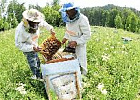 Томичи участвуют во Втором съезде пчеловодов Башкортостана