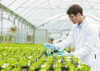 Минсельхоз утвердит форму патента на новые сорта растений
