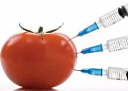 Syngenta не собирается продвигать ГМО в России Syngenta не собирается продвигать ГМО в России