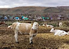 Томский сельхозкооператив приобрел в Башкирии коров симментальской породы
