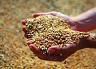 Китай считает российскую пшеницу качественной