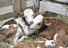 30 млн рублей выделила Дума Томской области на субсидии на выращивание молодняка скота и птицы в личных подворьях
